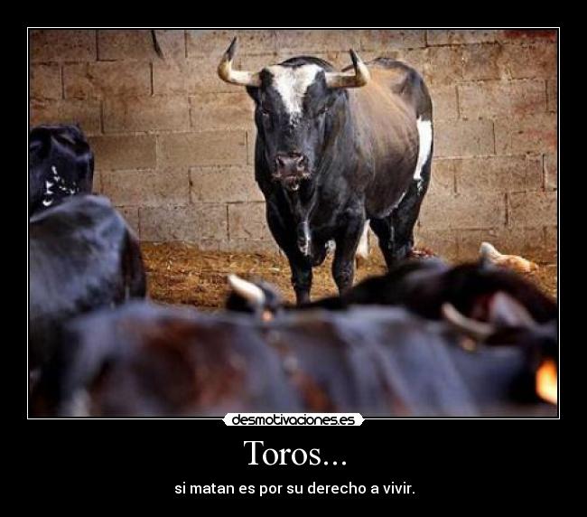 Busco activo toro 201295